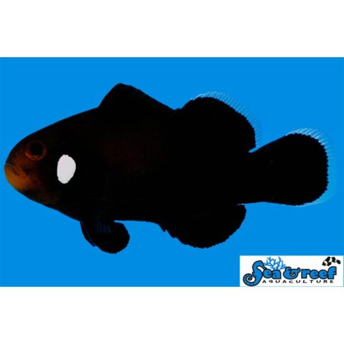 Domino Clownfish – Amphiprion ocellaris