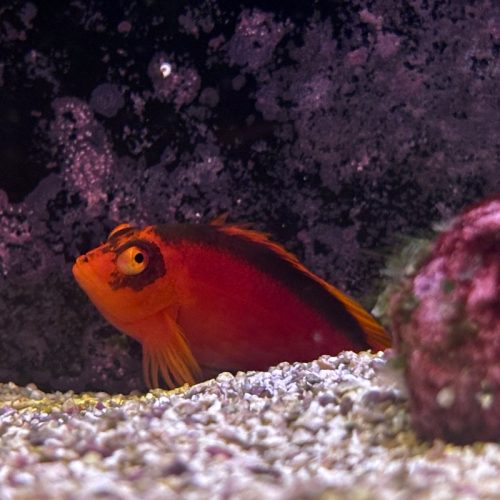 Flame Hawkfish