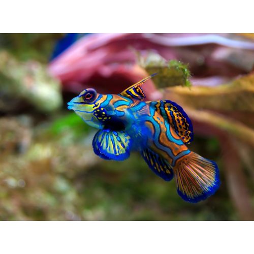 Green Mandarin Goby