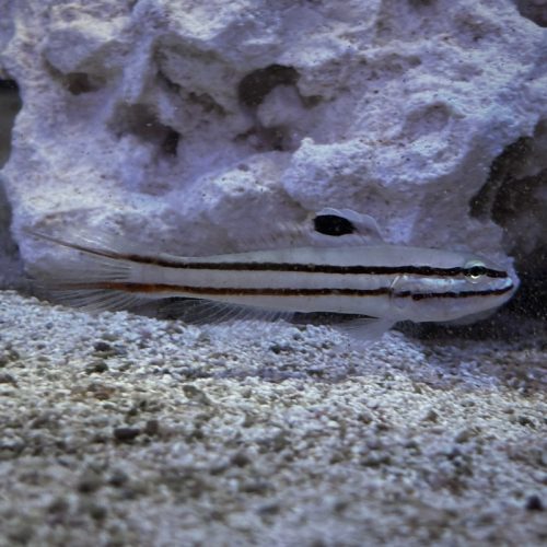 Railway Sleeper Goby