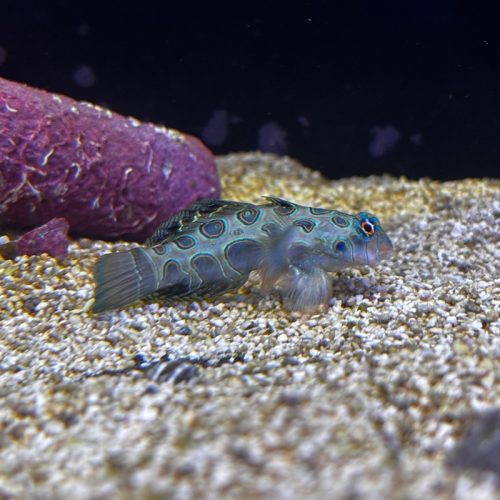 Yellow Mandarin Goby